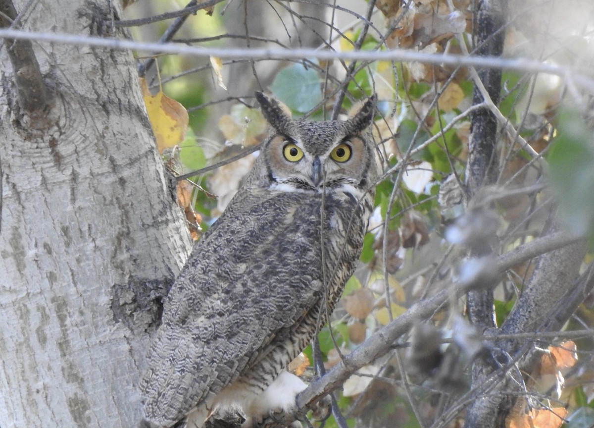 Great Horned Owl - ML644722746