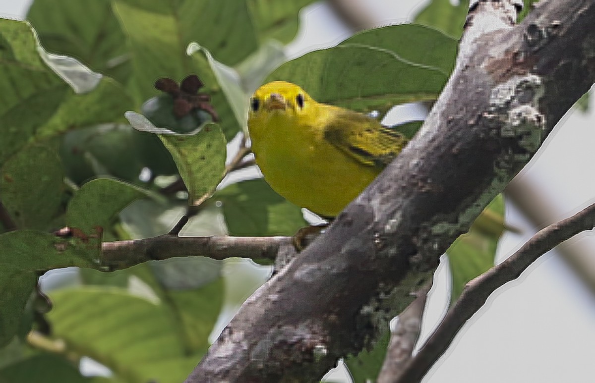 Northern Yellow Warbler - ML644722755