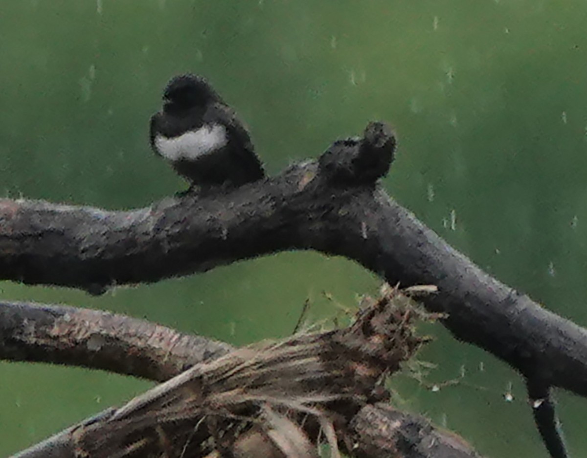 White-banded Swallow - ML644722769