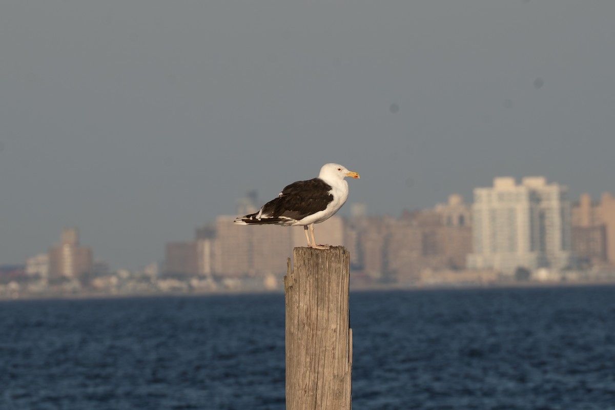 racek mořský - ML644722770