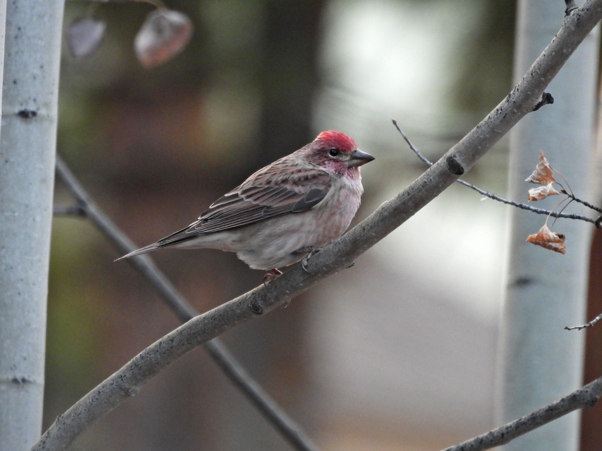 Cassin's Finch - ML644722779