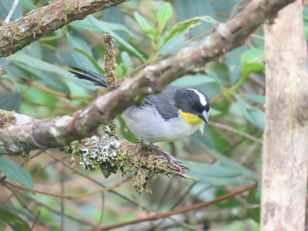 hvitkronekjerrspurv - ML644722780