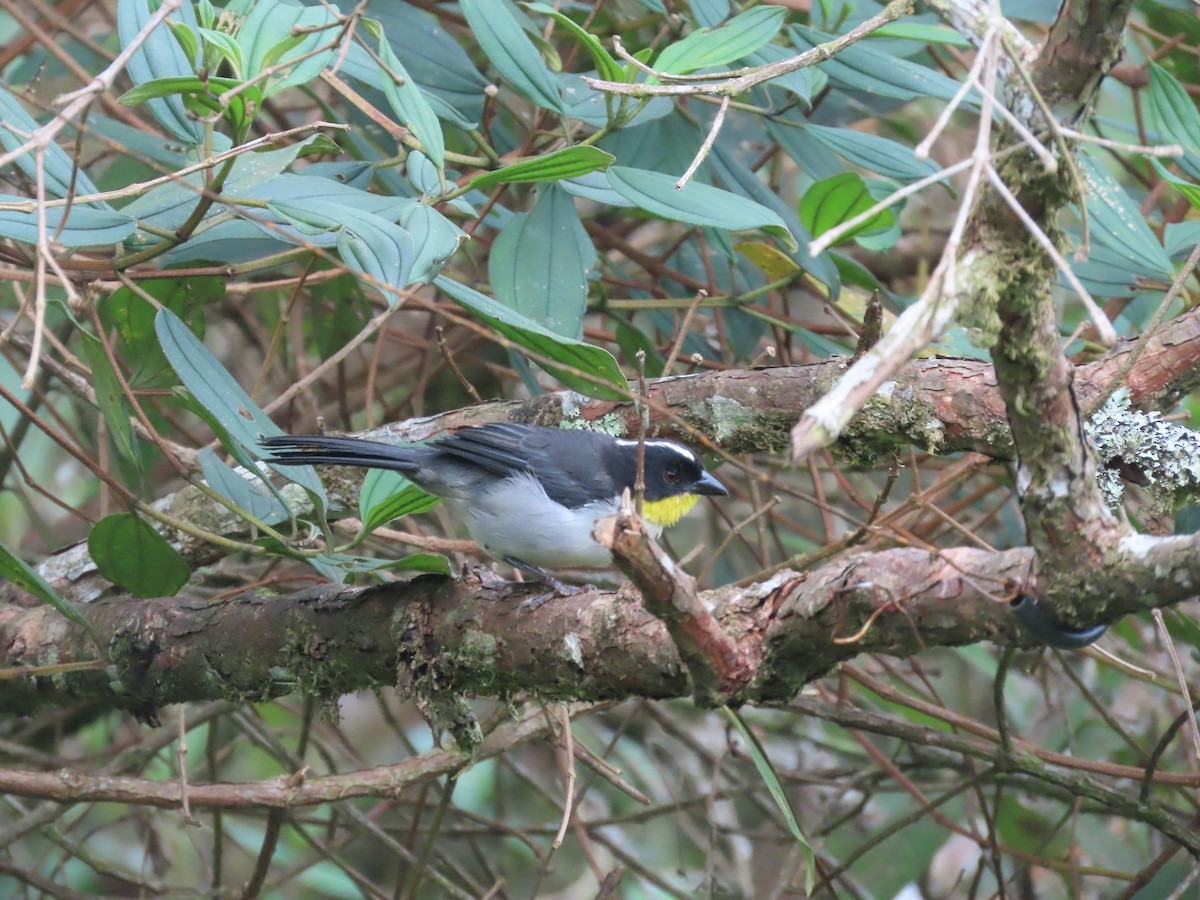 hvitkronekjerrspurv - ML644722782