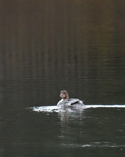 Zerra handia - ML644722800