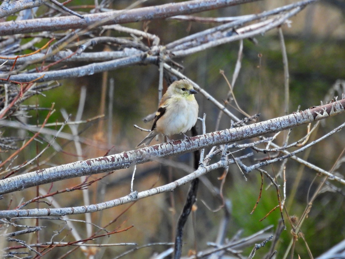 American Goldfinch - ML644722807