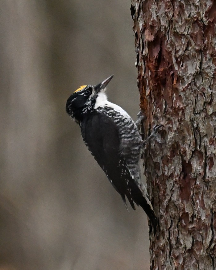 American Three-toed Woodpecker - ML644722811