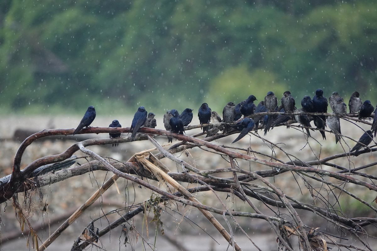 Southern Martin - ML644722812