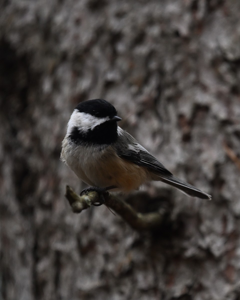 Black-capped Chickadee - ML644722815