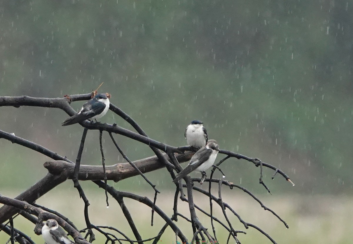 White-winged Swallow - ML644722827