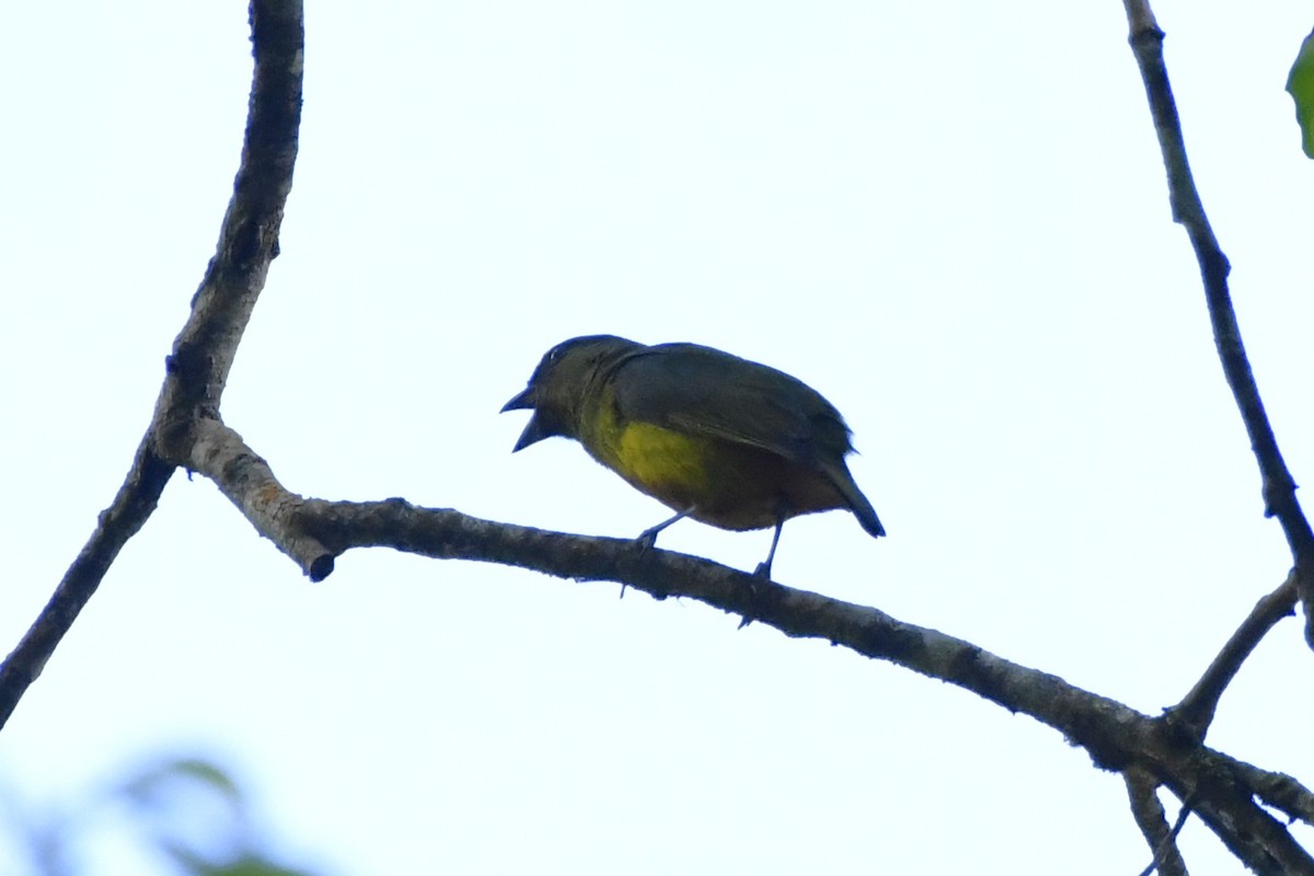 Olive-backed Euphonia - ML644722830