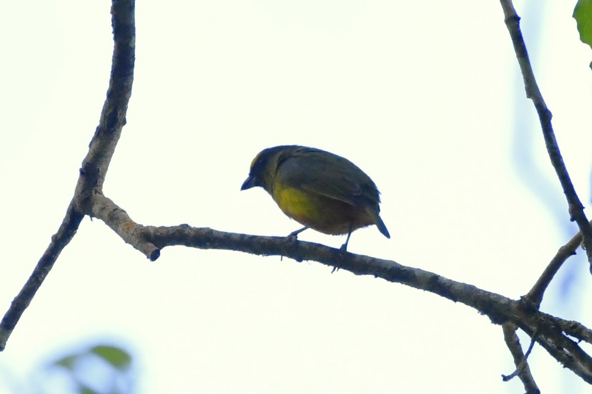 Olive-backed Euphonia - ML644722831