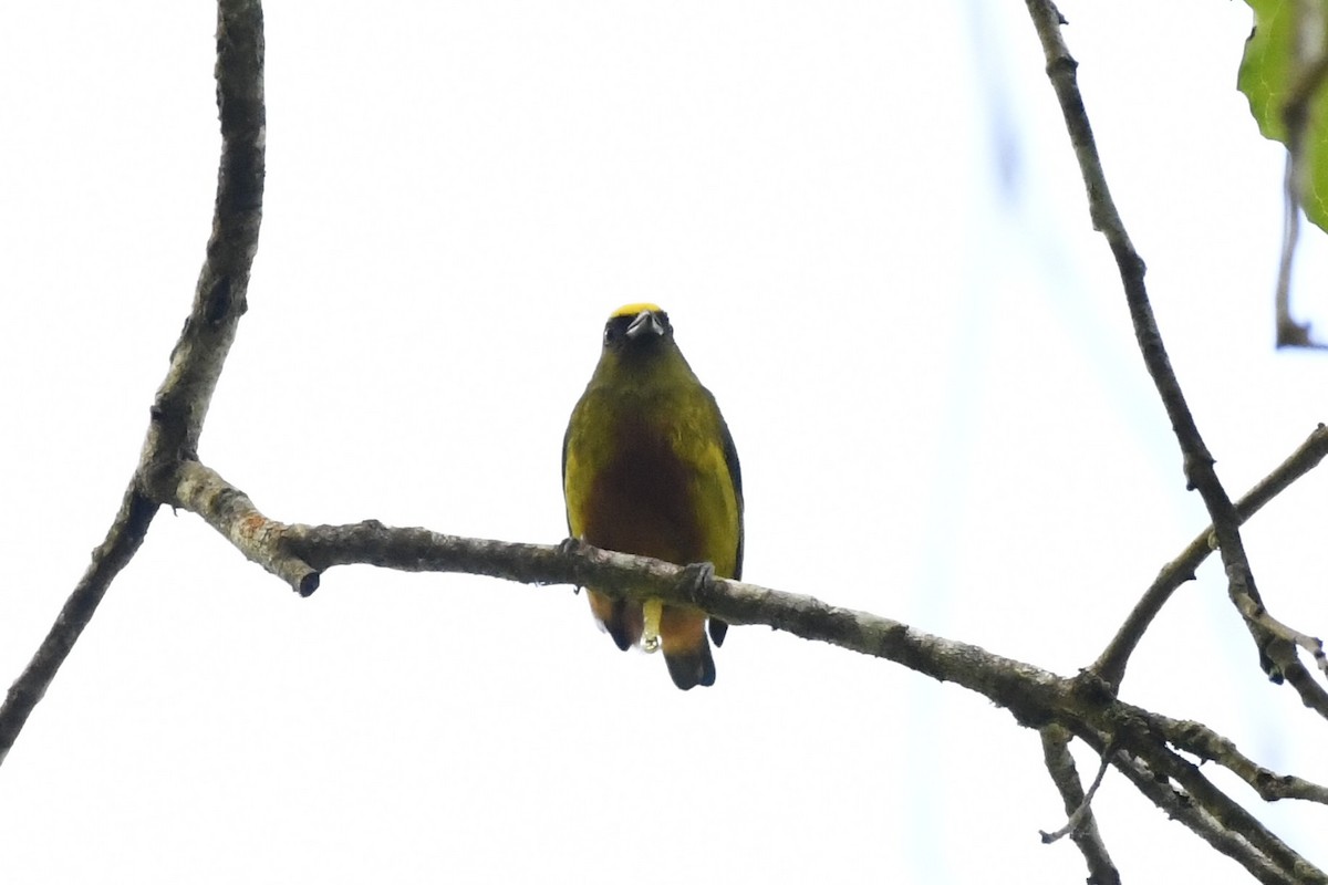 Olive-backed Euphonia - ML644722832