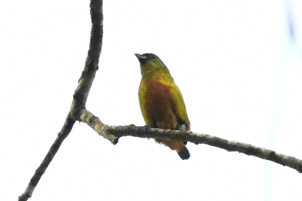 Olive-backed Euphonia - ML644722833