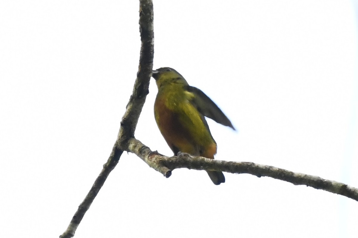 Olive-backed Euphonia - ML644722834