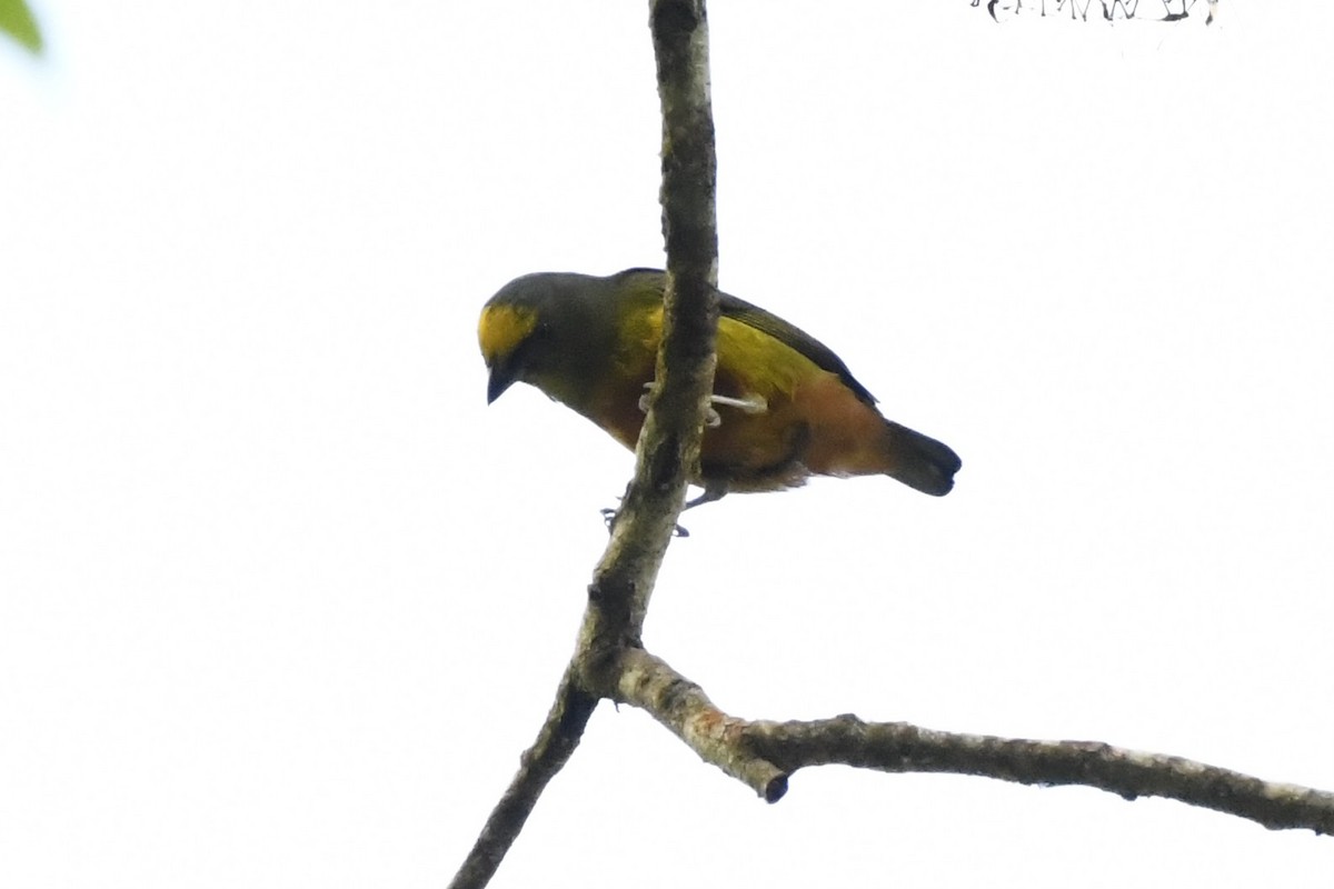 Olive-backed Euphonia - ML644722835