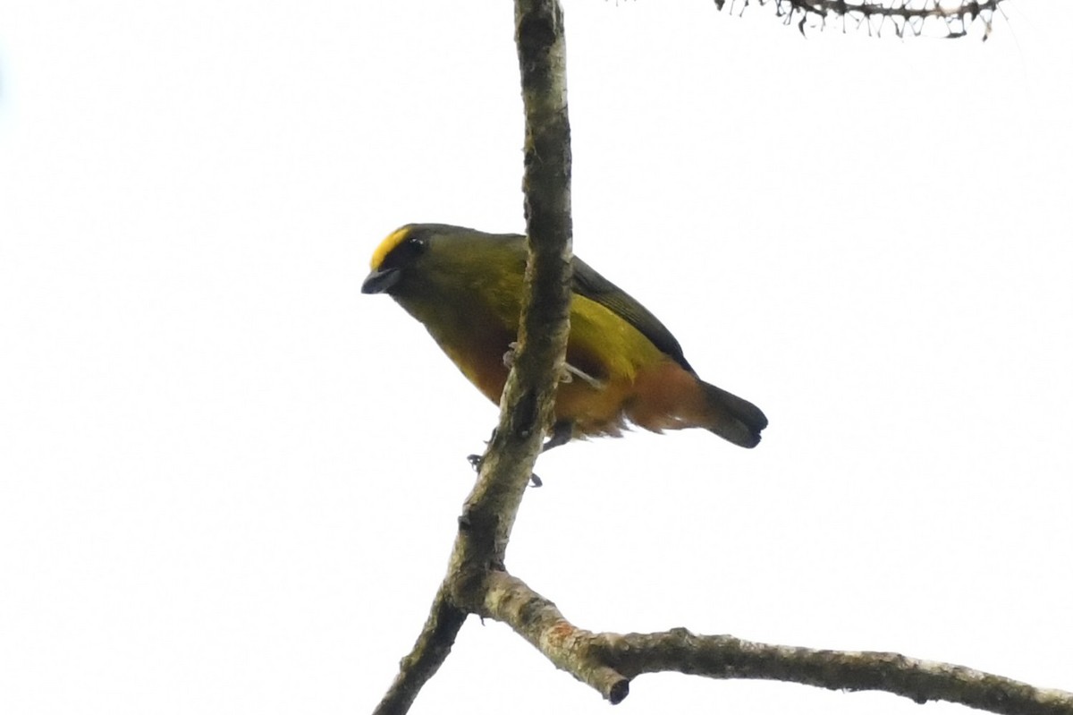 Olive-backed Euphonia - ML644722836