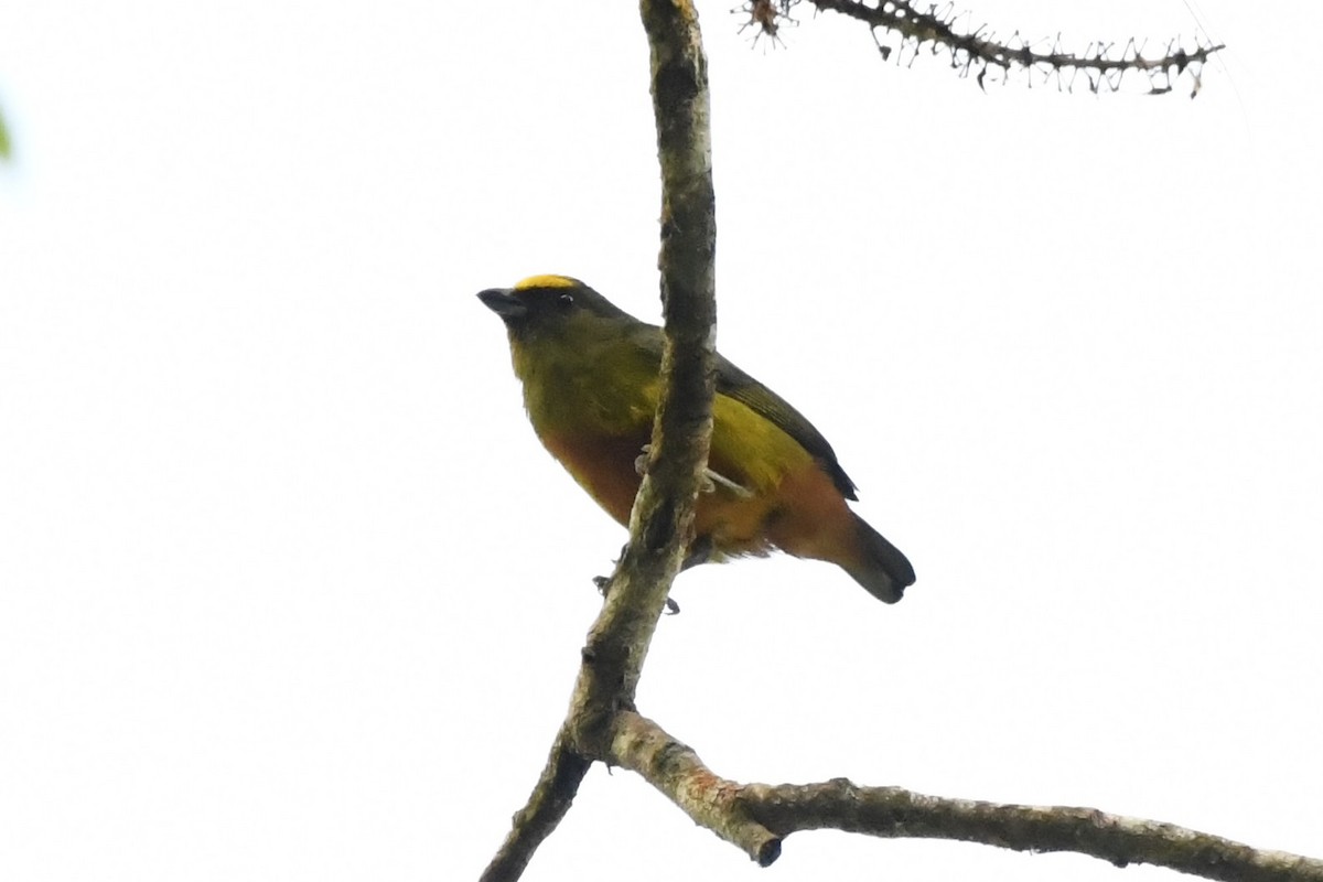 Olive-backed Euphonia - ML644722837