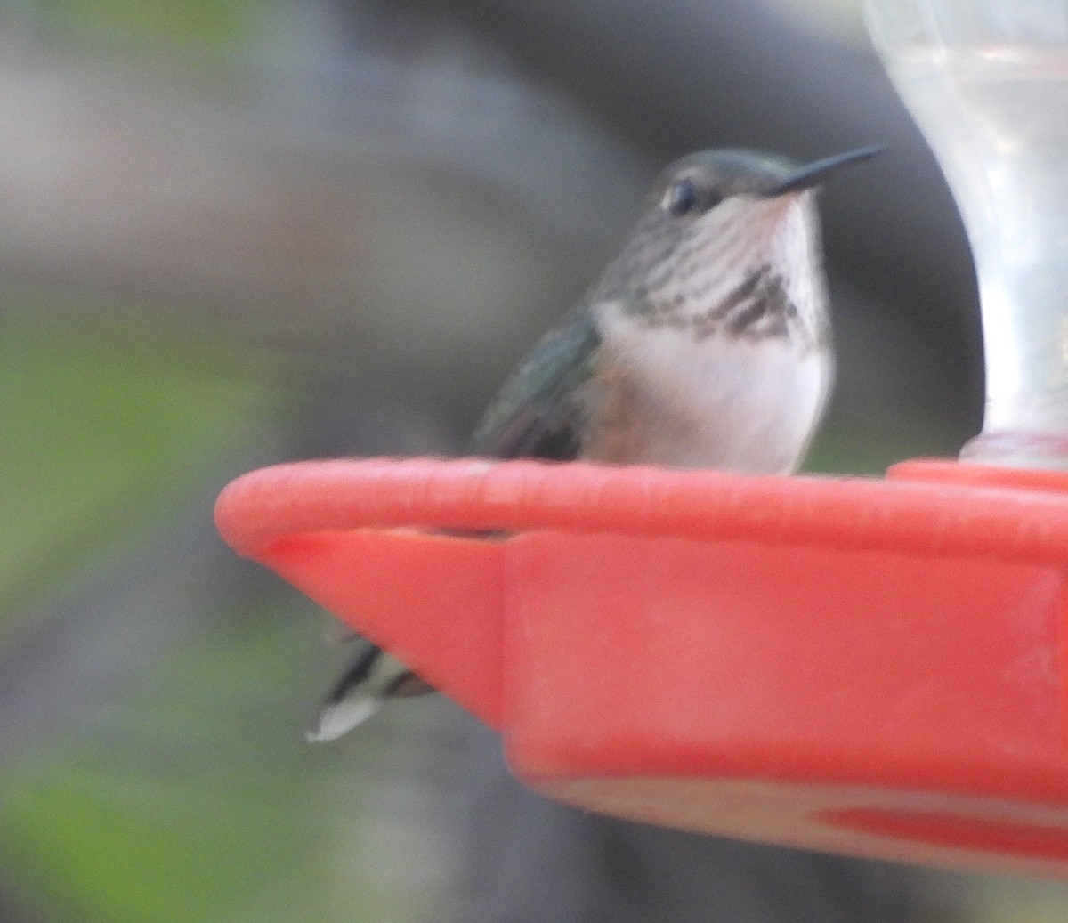 Rufous Hummingbird - ML644722841