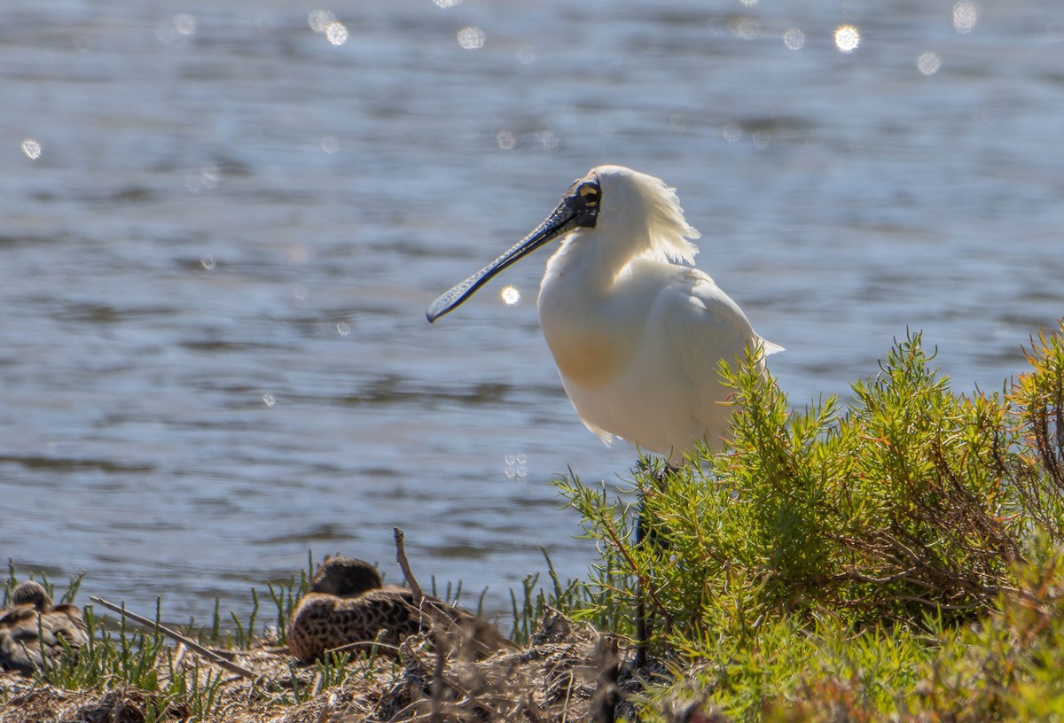 Косар королівський - ML644722842