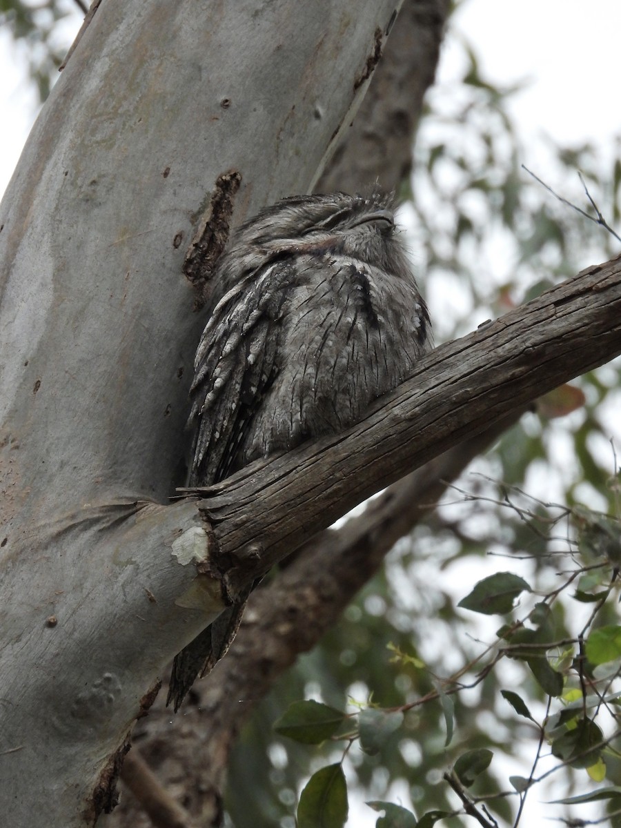 Tawny Frogmouth - ML644722845