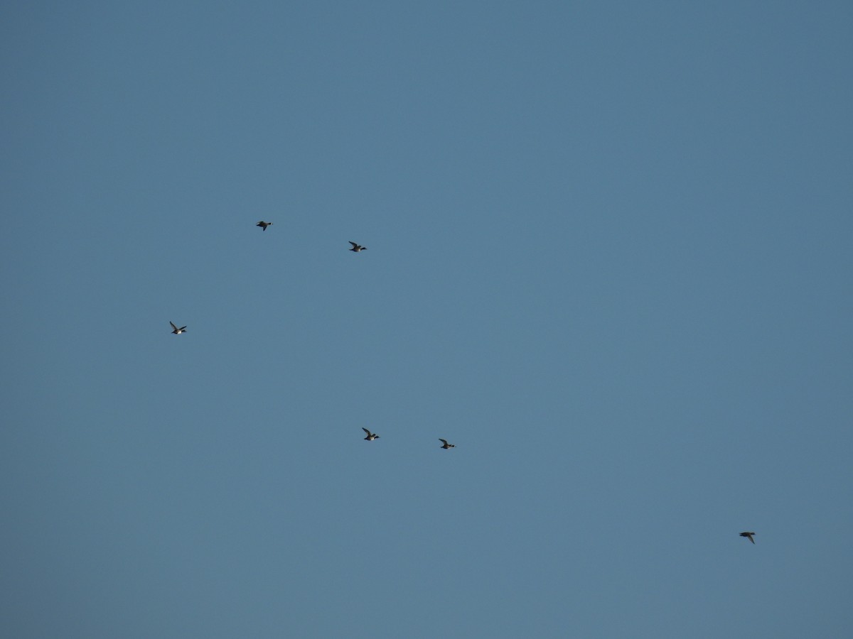 環頸潛鴨 - ML644722846