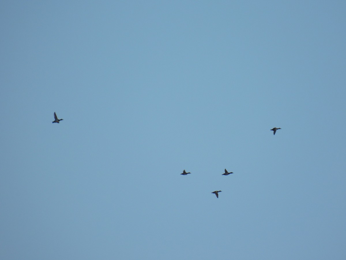 環頸潛鴨 - ML644722847