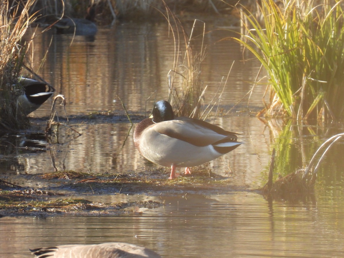 綠頭鴨 - ML644722852