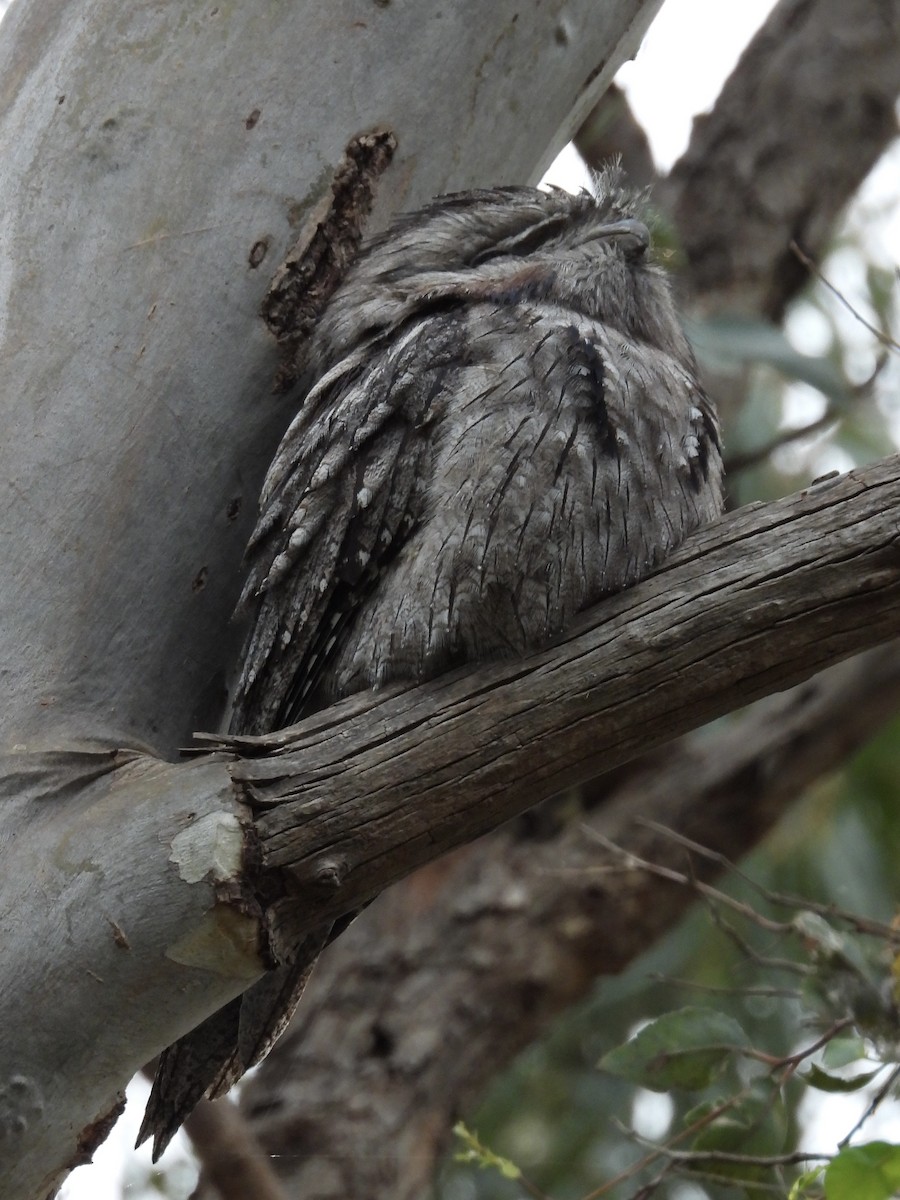 Tawny Frogmouth - ML644722857
