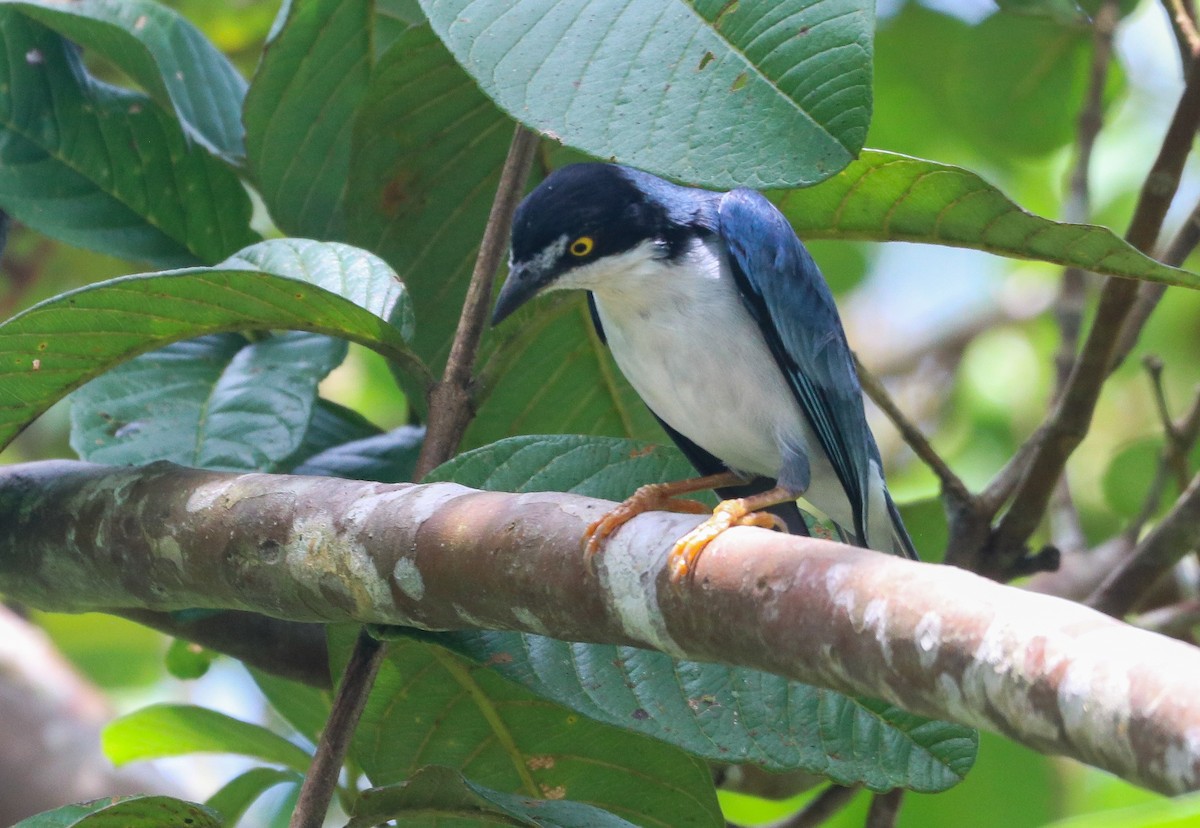 Hooded Tanager - ML644722862