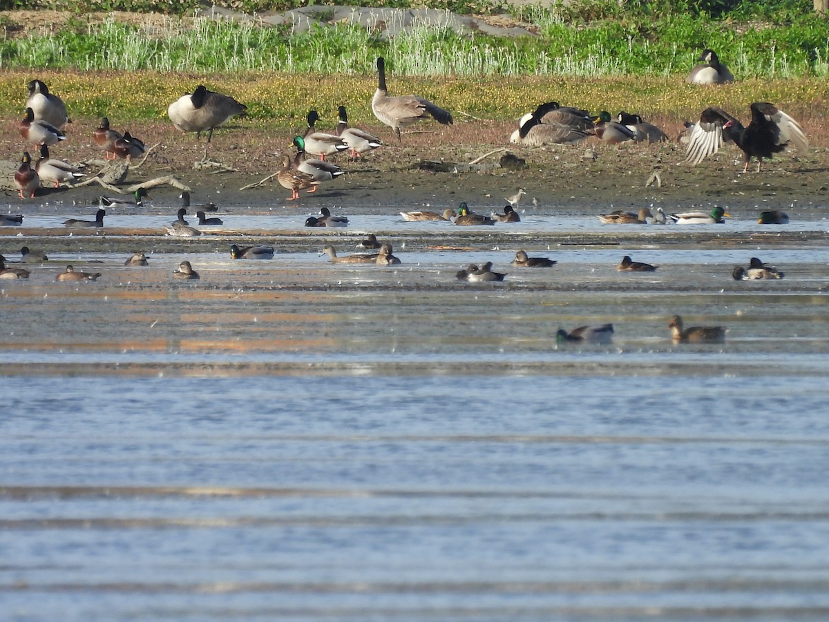 large shorebird sp. - ML644722875