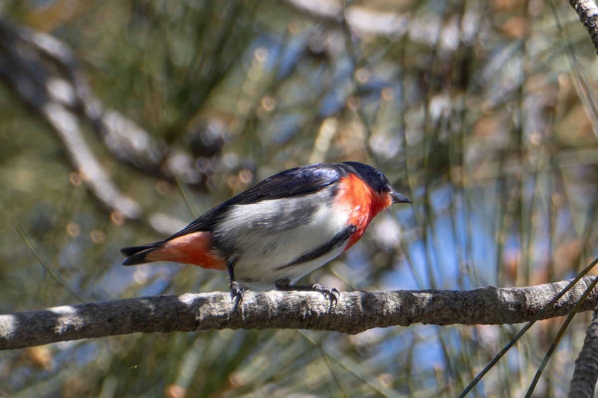 ヤドリギハナドリ - ML644722884