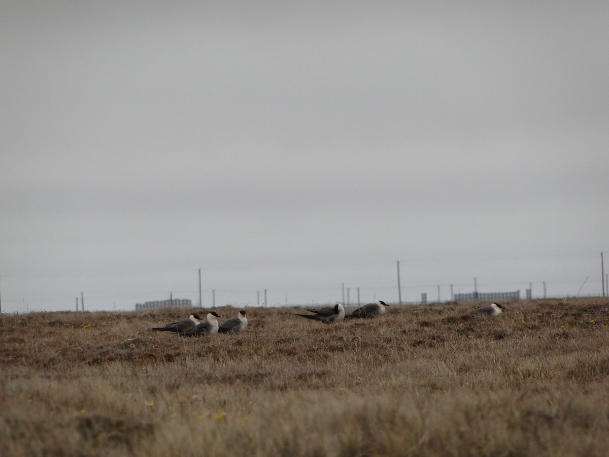 Págalo Rabero - ML644722887