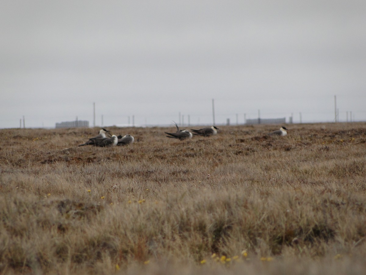 Págalo Rabero - ML644722888
