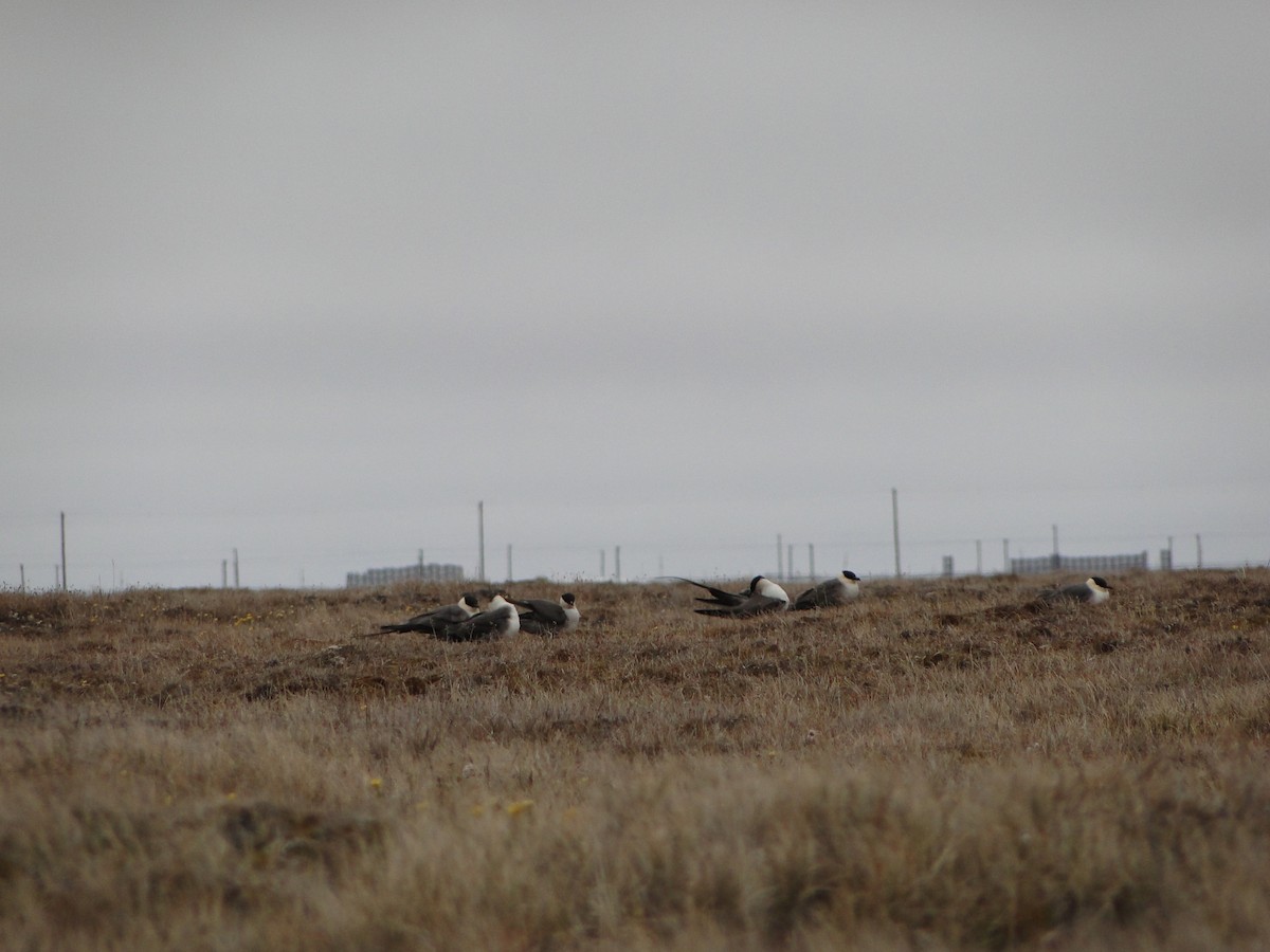 Págalo Rabero - ML644722889