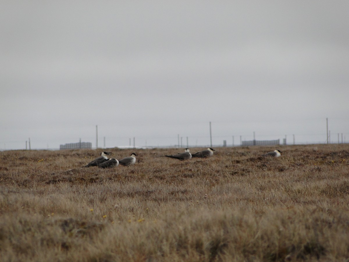 Págalo Rabero - ML644722890