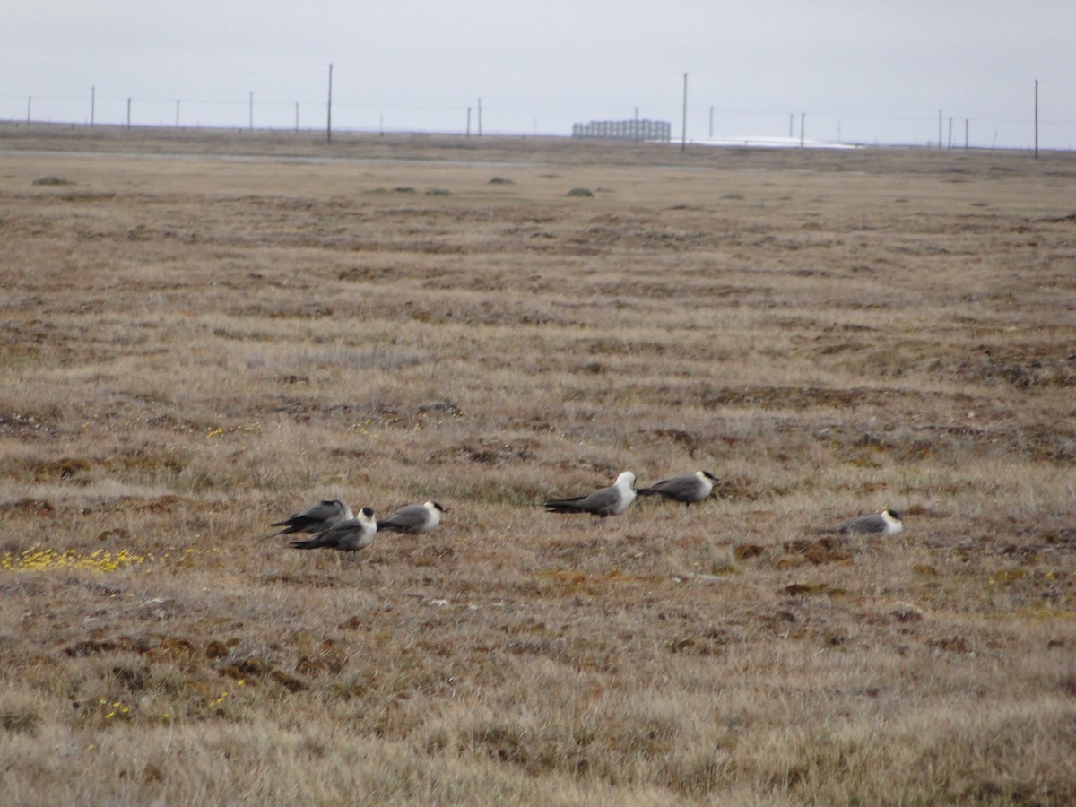 Págalo Rabero - ML644722893