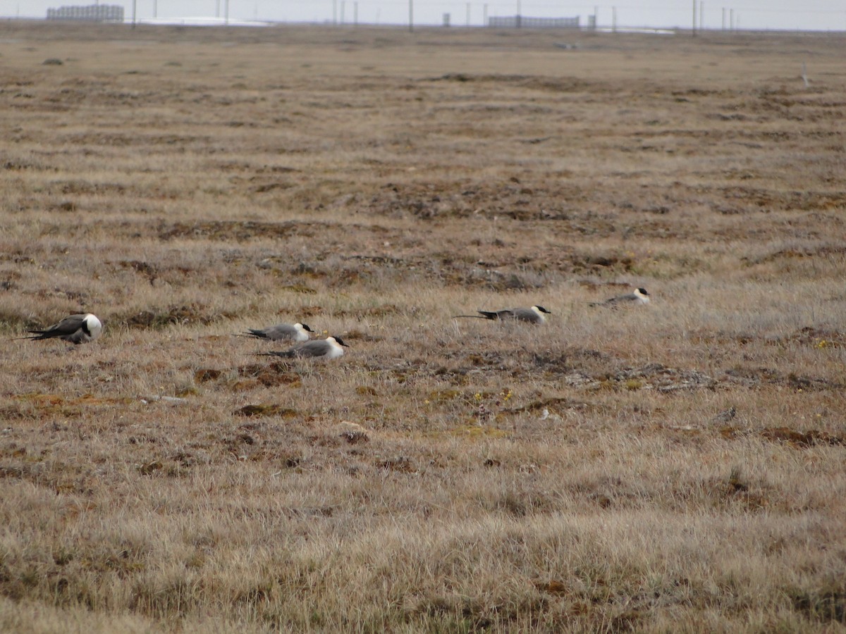 Págalo Rabero - ML644722896