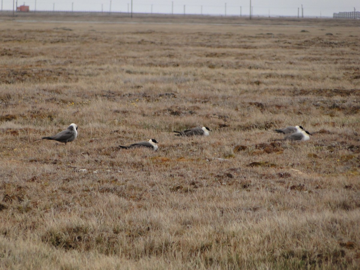 Págalo Rabero - ML644722897