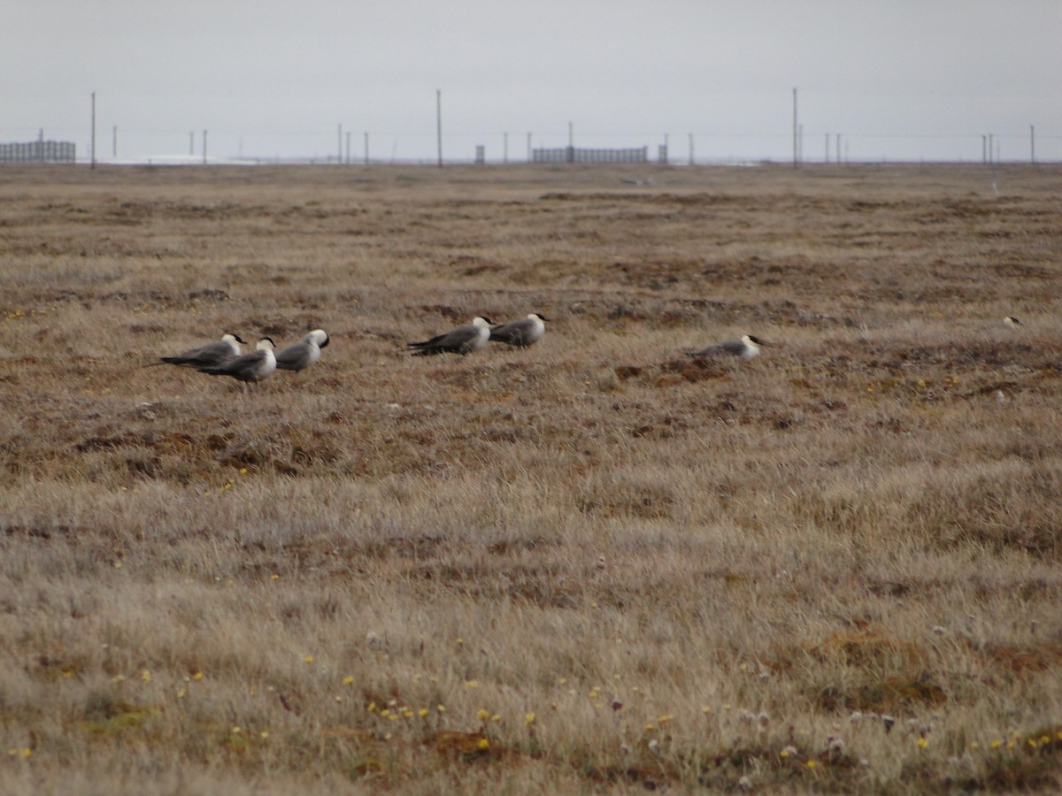 Págalo Rabero - ML644722899