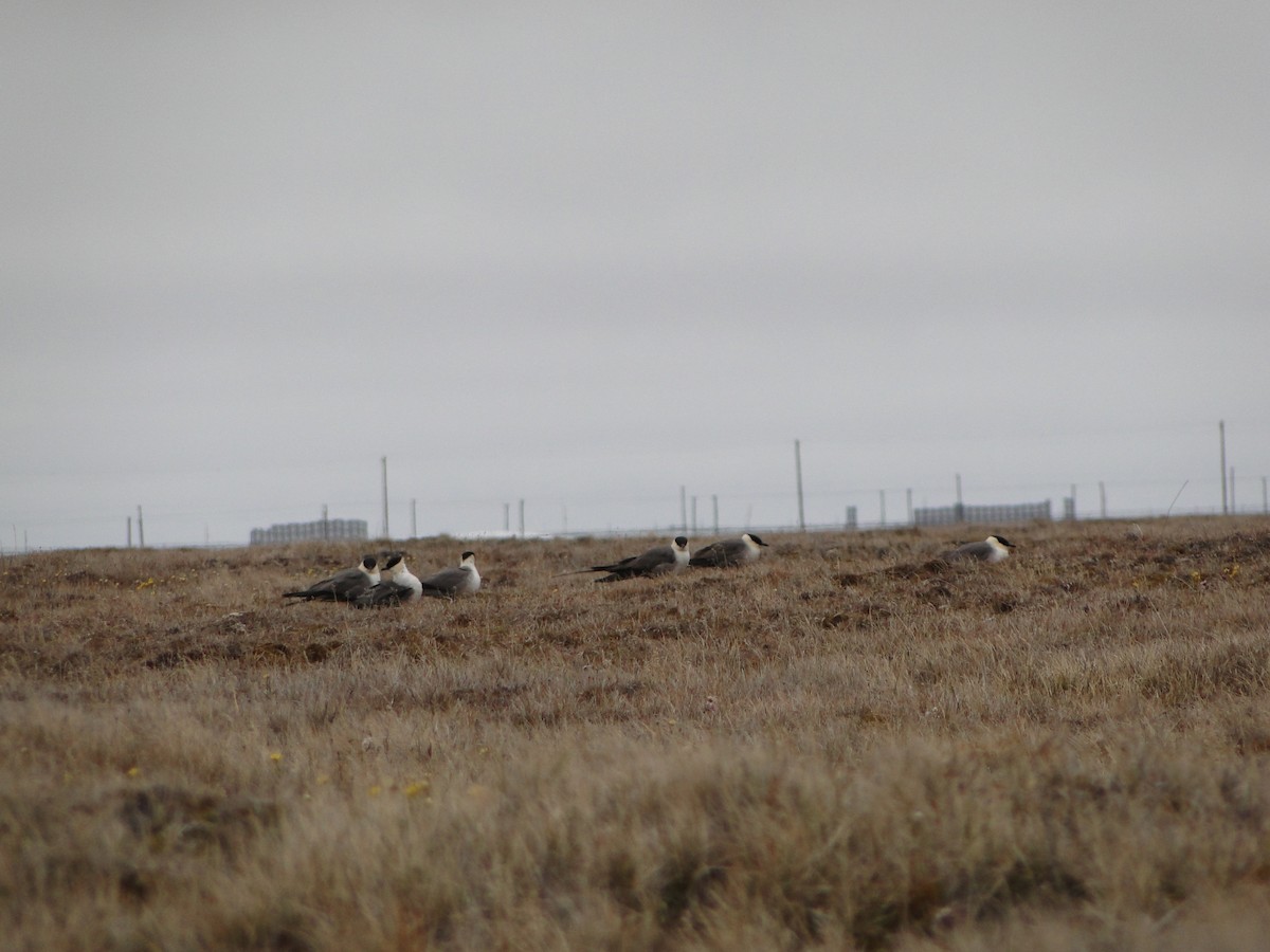 Págalo Rabero - ML644722900