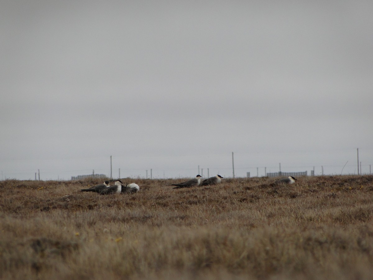 Págalo Rabero - ML644722901