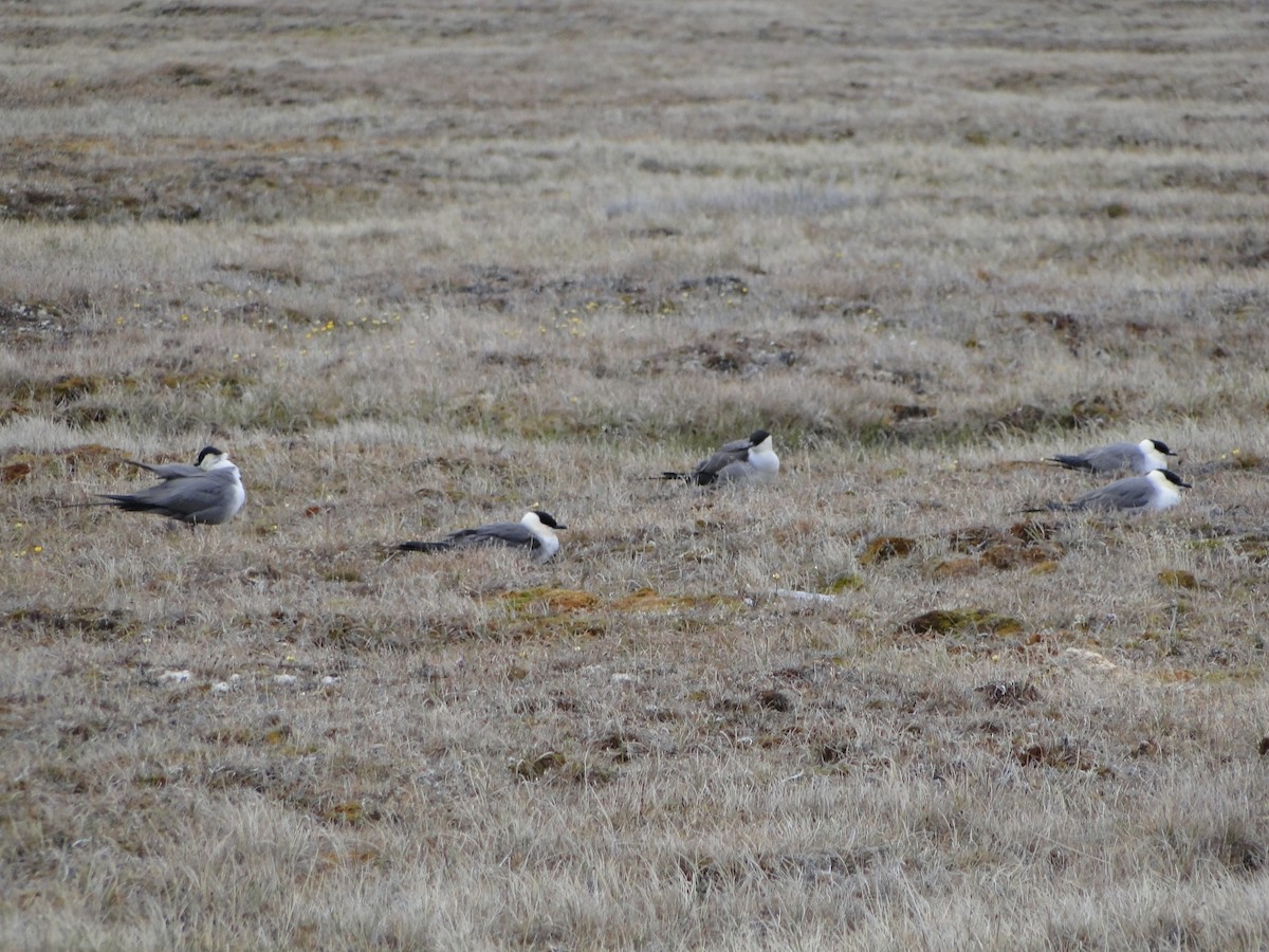 Págalo Rabero - ML644722903