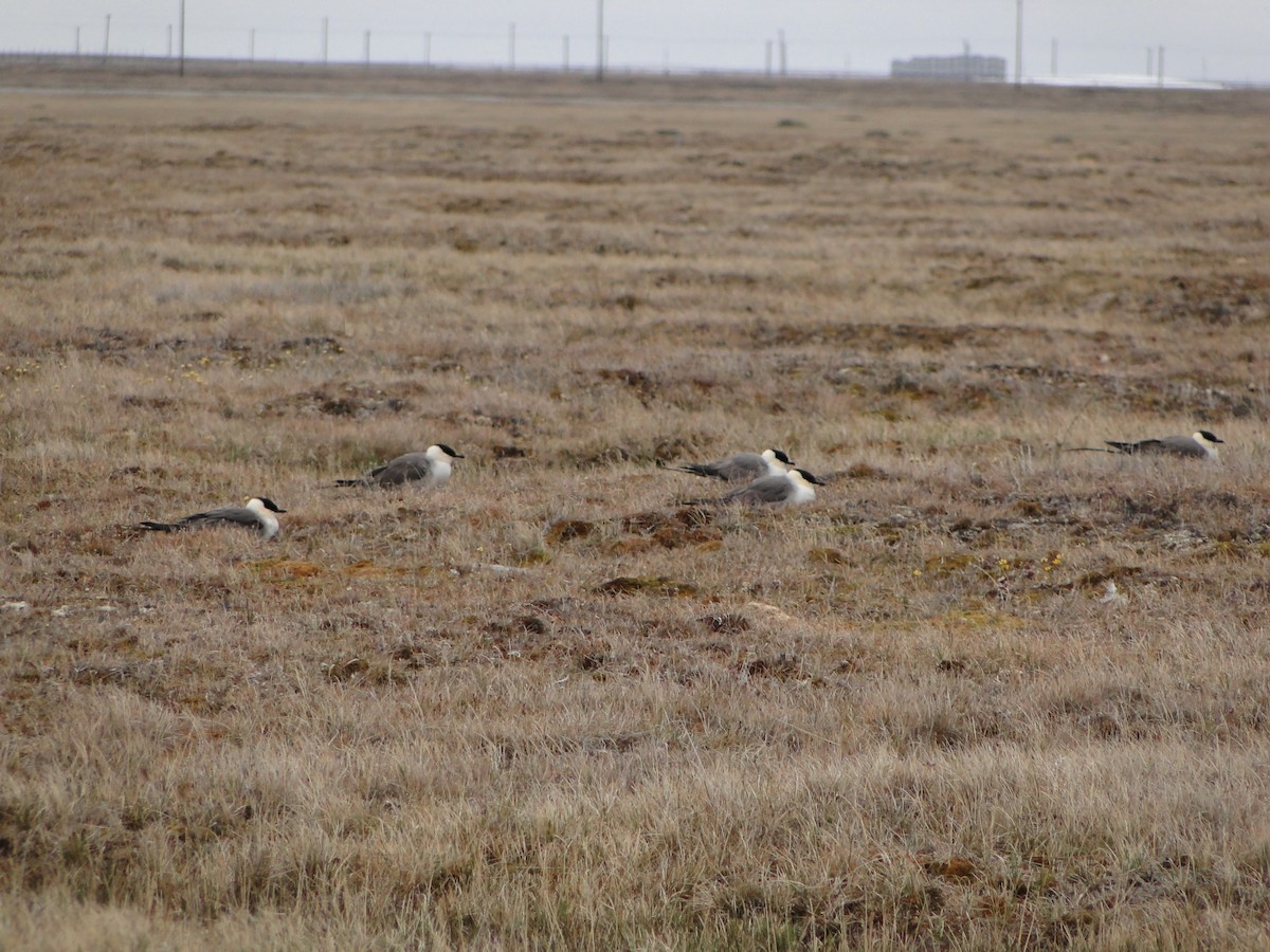 Págalo Rabero - ML644722904