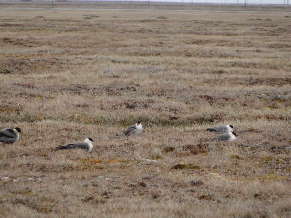 Págalo Rabero - ML644722905