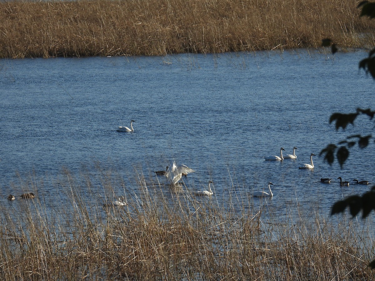 Trumpeter Swan - ML644722910
