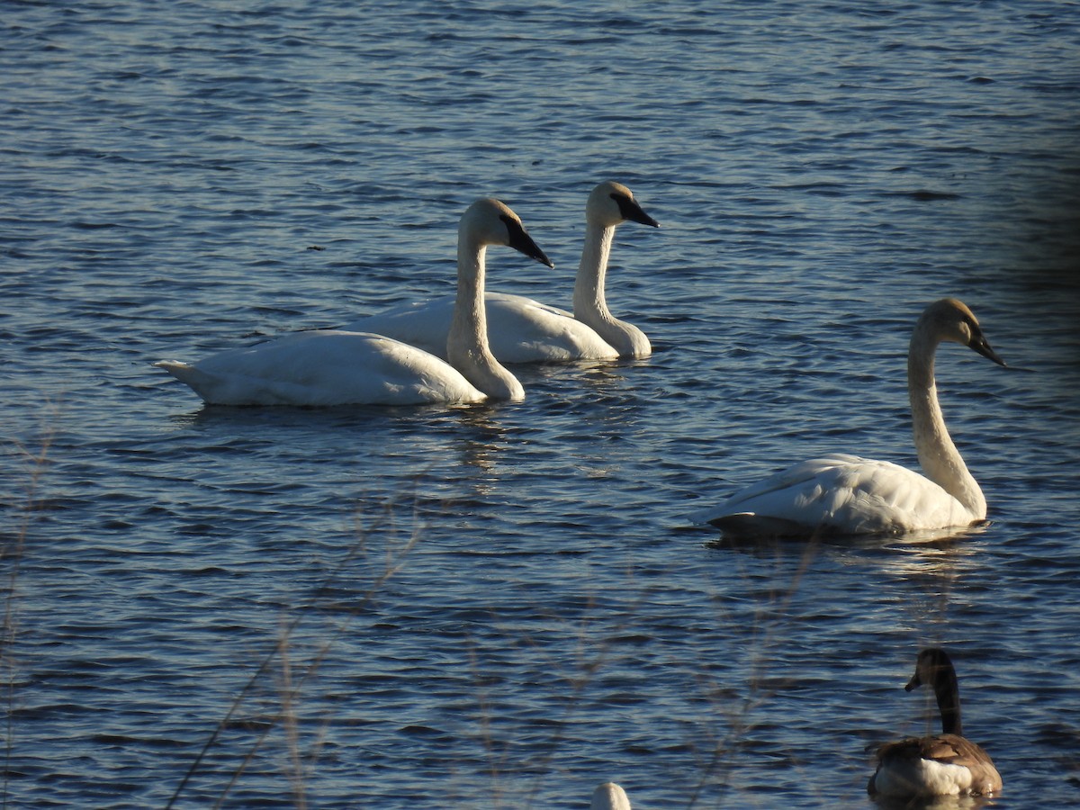 Trumpeter Swan - ML644722917