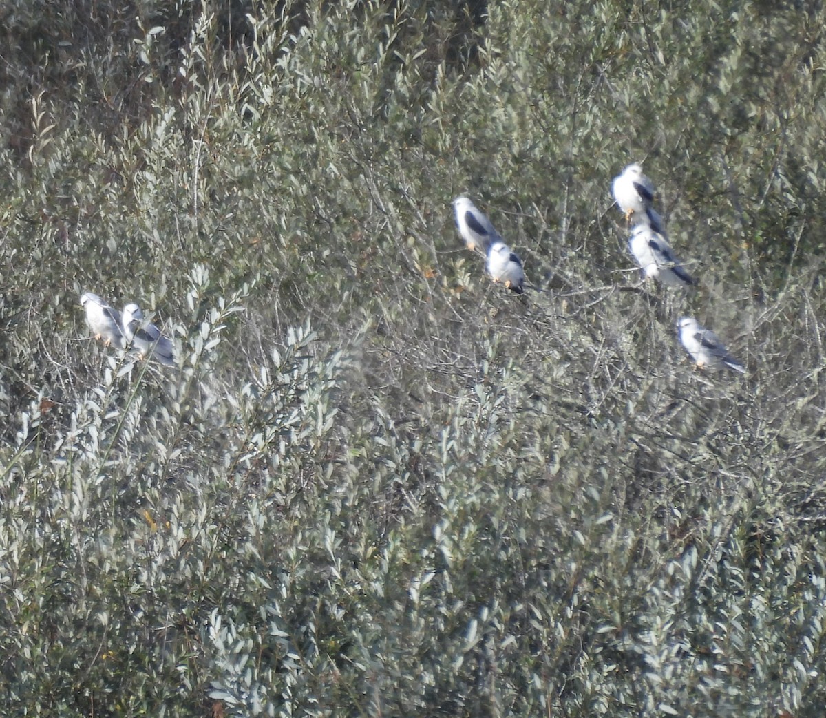 White-tailed Kite - ML644722928