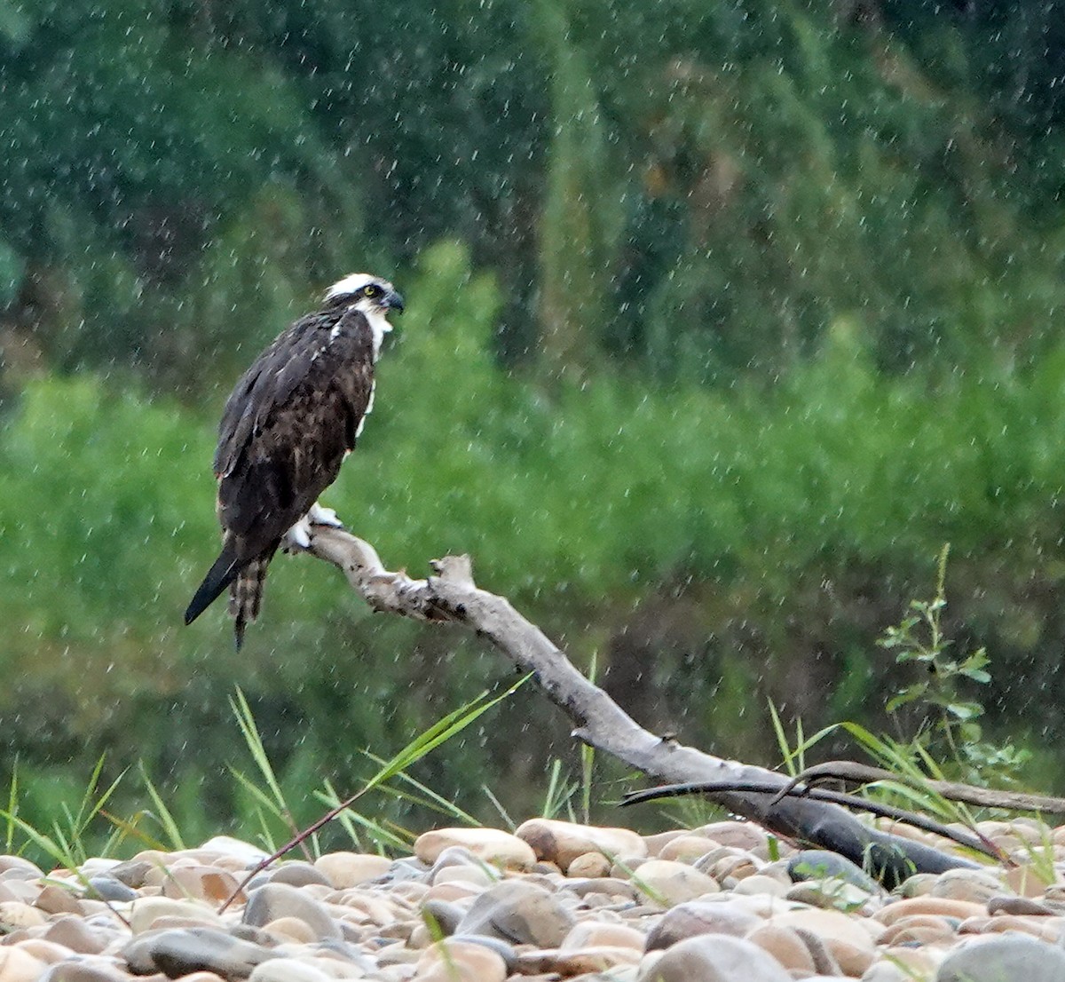 Osprey - ML644722935