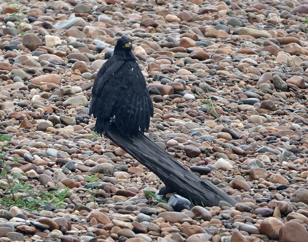 Great Black Hawk - ML644722940