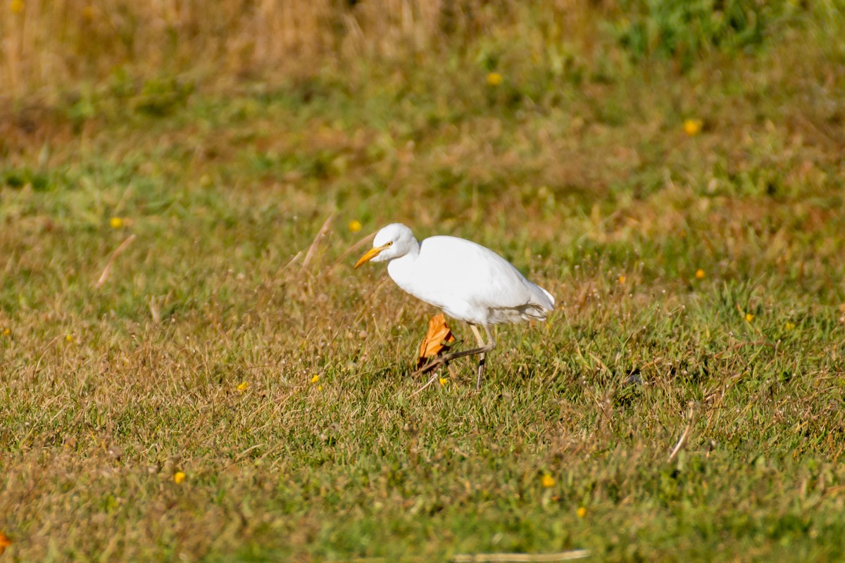 Western Cattle-Egret - ML644722941